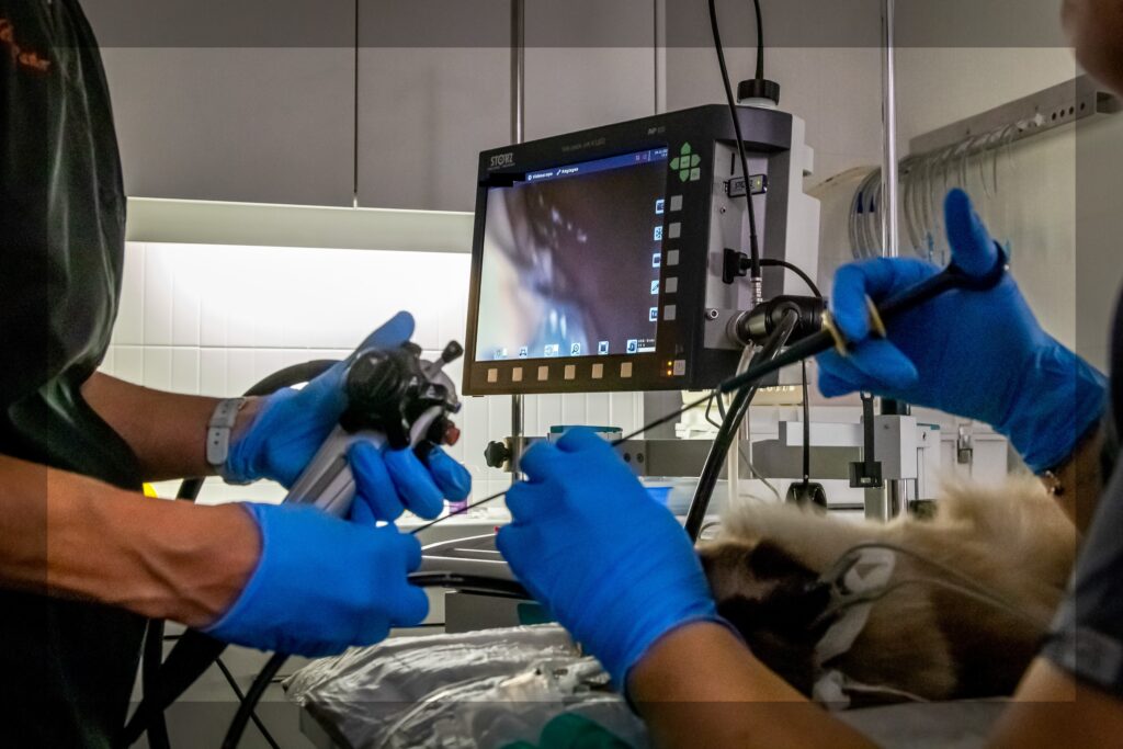 endoscopie